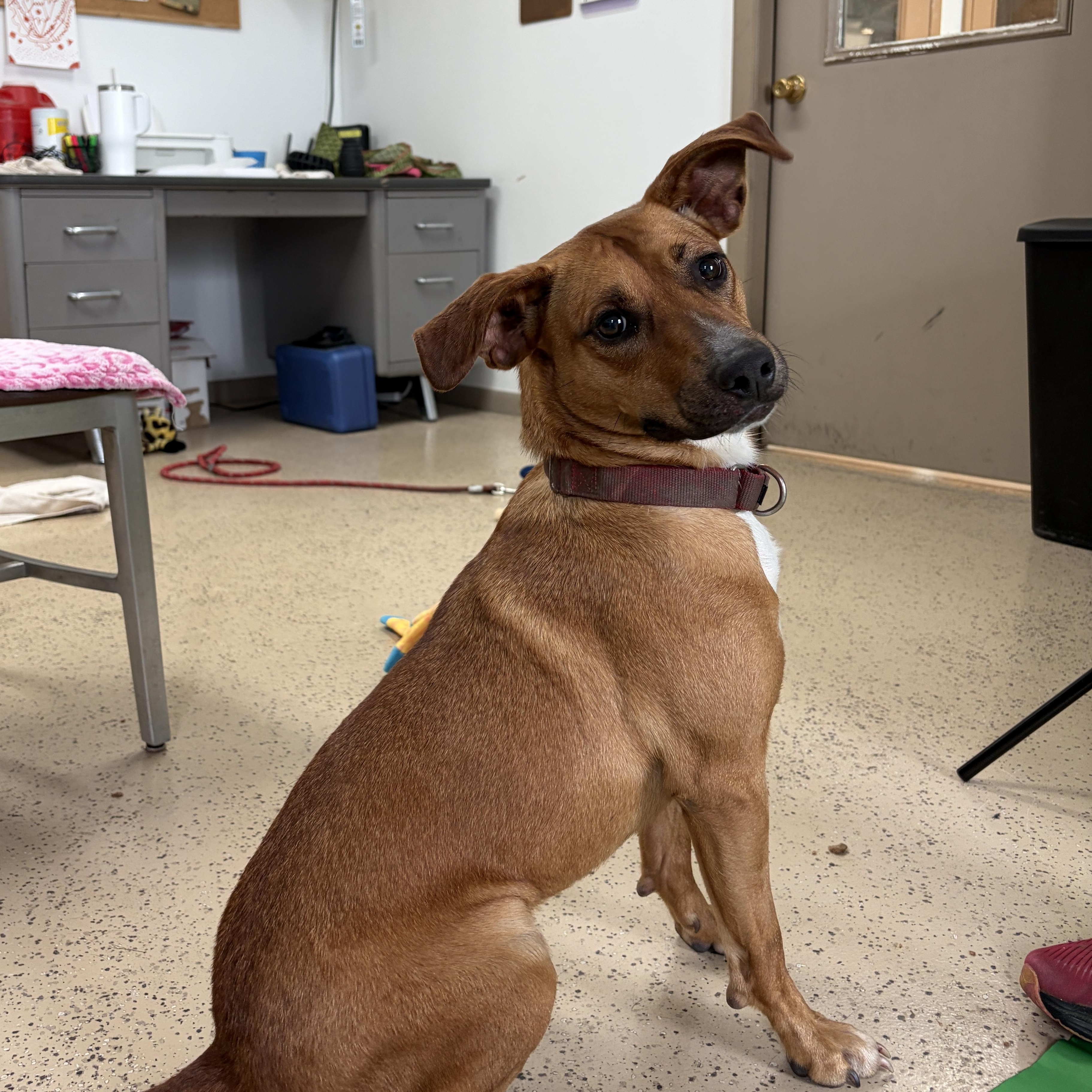 Thistle, Adoptable, Adult Female Mixed Breed.