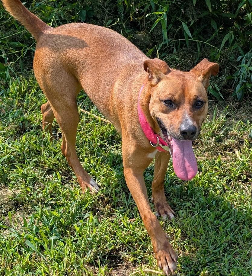 Thistle, Adoptable, Adult Female Mixed Breed.