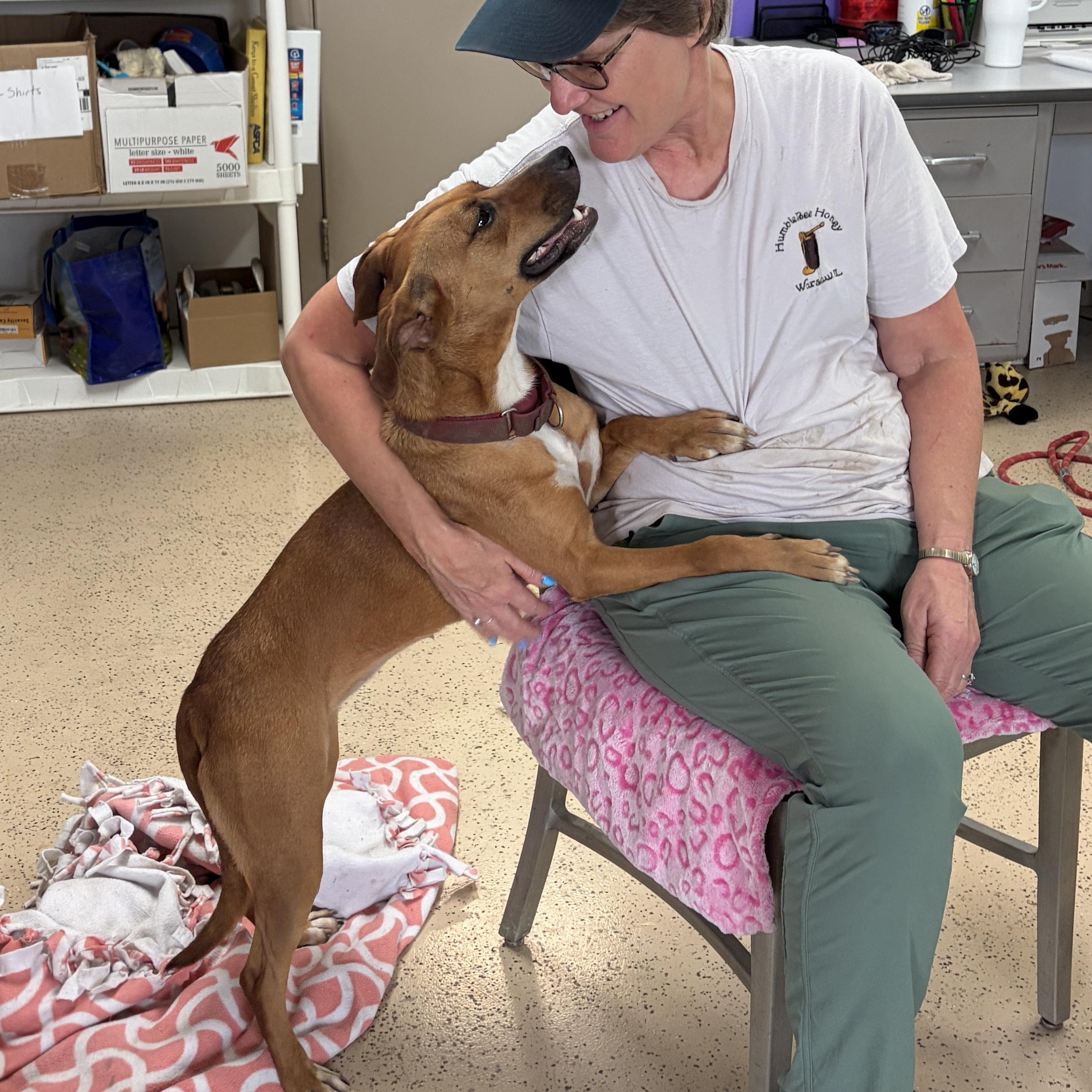 Enlarge Thistle, a Adoptable mixed breed in Carthage, IL image 4/5