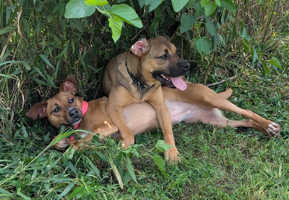 Enlarge Thistle, a Adoptable mixed breed in Carthage, IL image 5/6