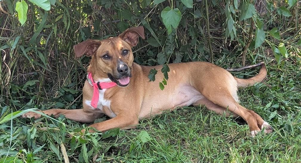 Enlarge Thistle, a Adoptable mixed breed in Carthage, IL image 2/6