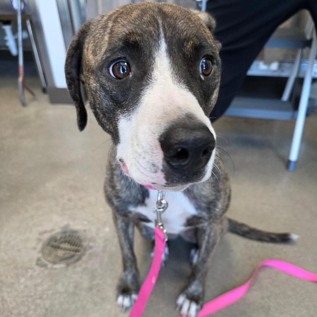 Enlarge Nala (FKA- Water Litter 6-Lulu), a Adoptable mixed breed in Sand Springs, OK image 1/6