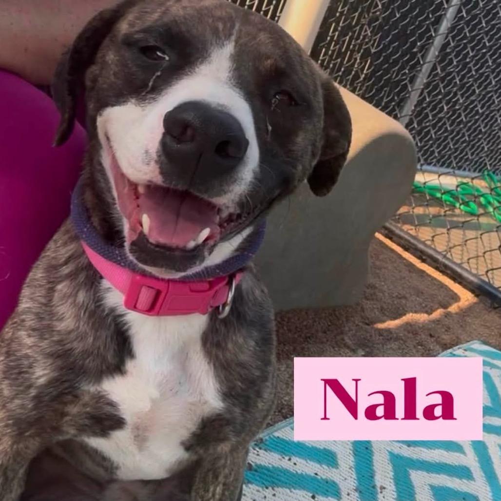Enlarge Nala (FKA- Water Litter 6-Lulu), a Adoptable mixed breed in Sand Springs, OK image 2/6
