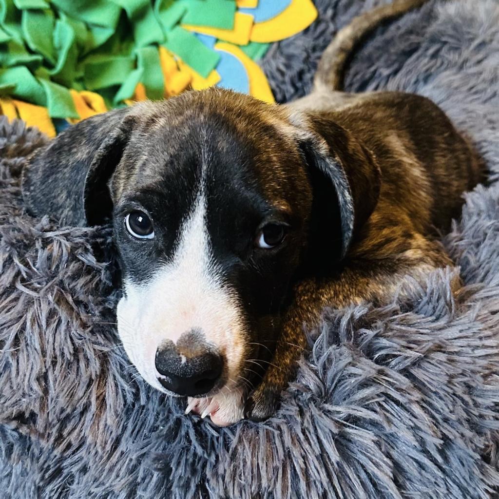 Enlarge Nala (FKA- Water Litter 6-Lulu), a Adoptable mixed breed in Sand Springs, OK image 3/6