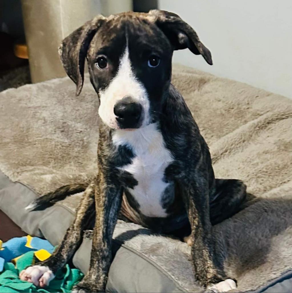 Enlarge Nala (FKA- Water Litter 6-Lulu), a Adoptable mixed breed in Sand Springs, OK image 4/6