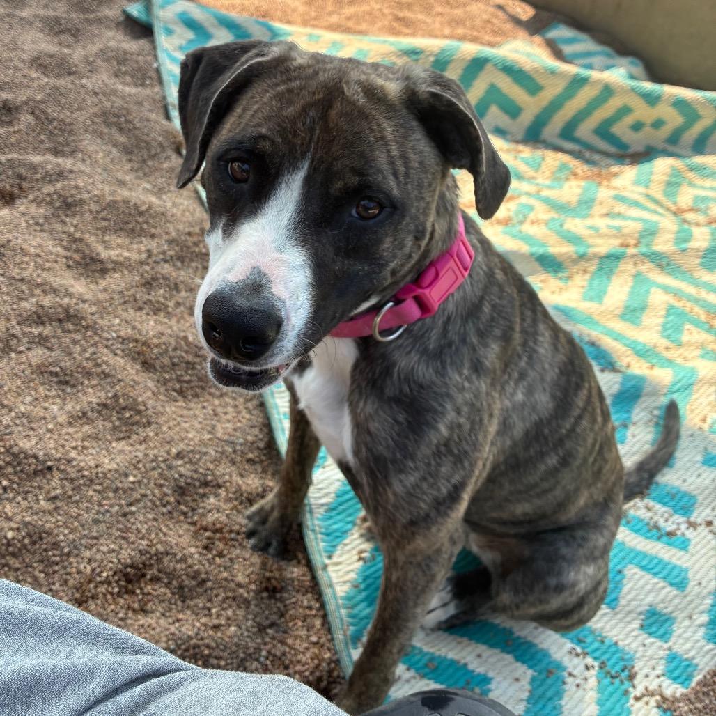 Enlarge Nala (FKA- Water Litter 6-Lulu), a Adoptable mixed breed in Sand Springs, OK image 5/6