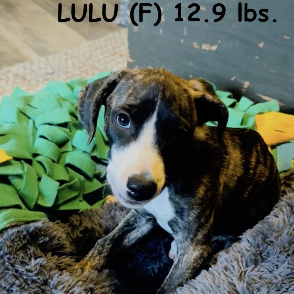 Enlarge Nala (FKA- Water Litter 6-Lulu), a Adoptable mixed breed in Sand Springs, OK image 6/6