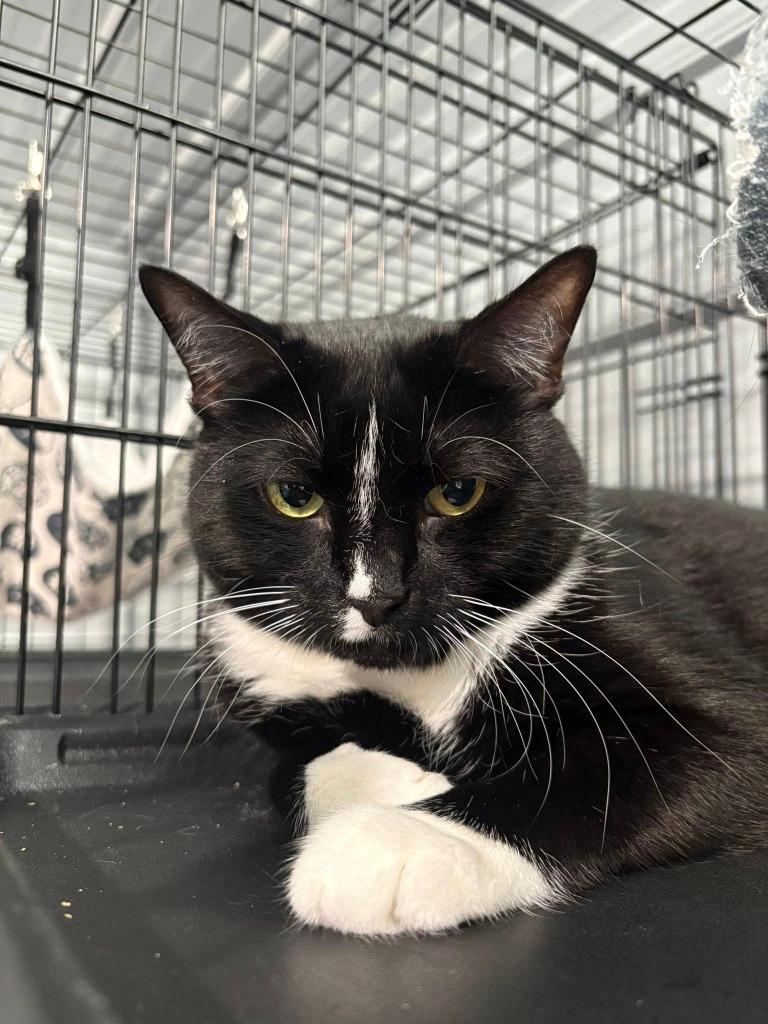 Enlarge Mittens, a Adoptable mixed breed in Russellville, KY image 1/1