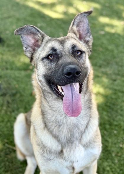 Wrenley, a Adoptable mixed breed in Red Bluff, CA image 1/3