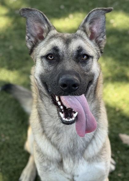 Wrenley, an adoptable Shepherd in Red Bluff, CA, 96080 | Photo Image 2