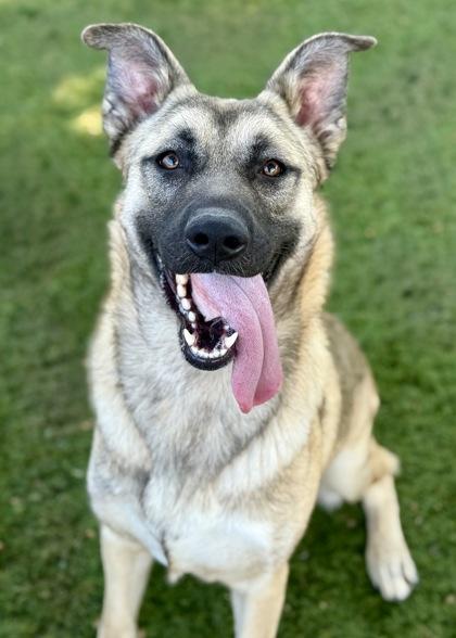 Wrenley, a Adoptable mixed breed in Red Bluff, CA image 3/3