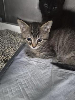 Enlarge PintoBean, a Adoptable mixed breed in Simcoe, ON image 1/1