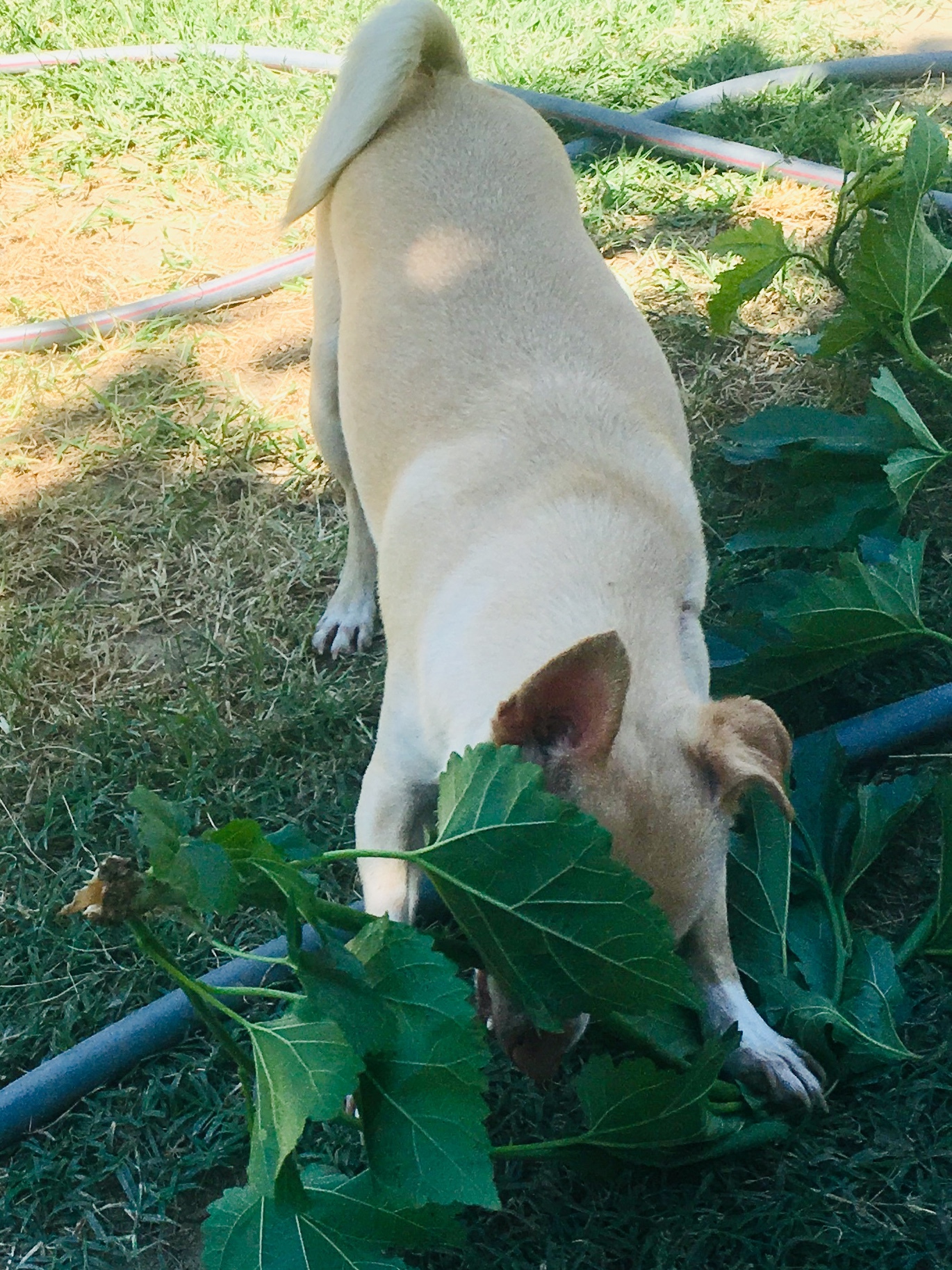 Enlarge Henry Danger, a Adoptable mixed breed in Bakersfield, CA image 1/12