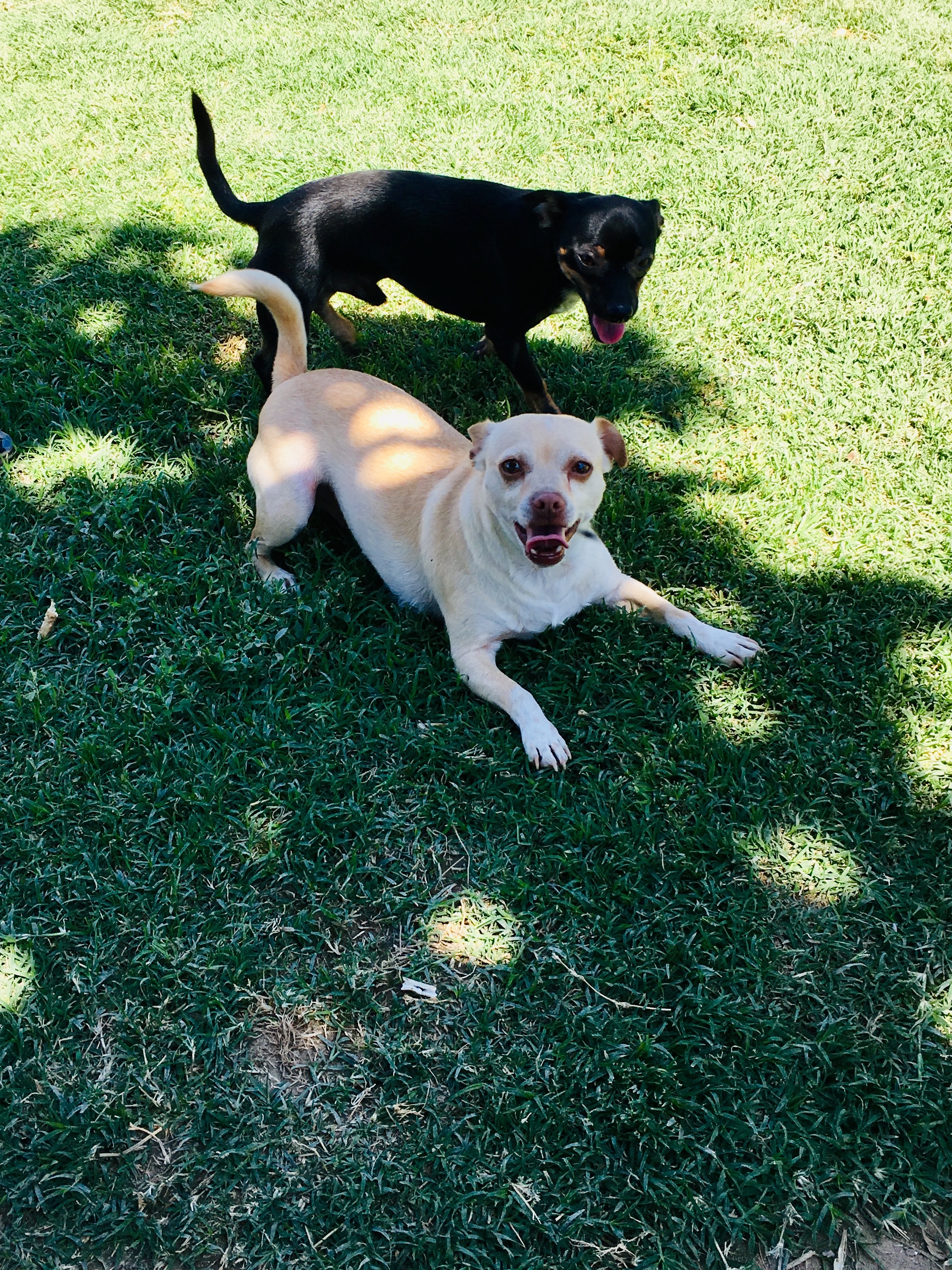 Enlarge Henry Danger, a Adoptable mixed breed in Bakersfield, CA image 2/12