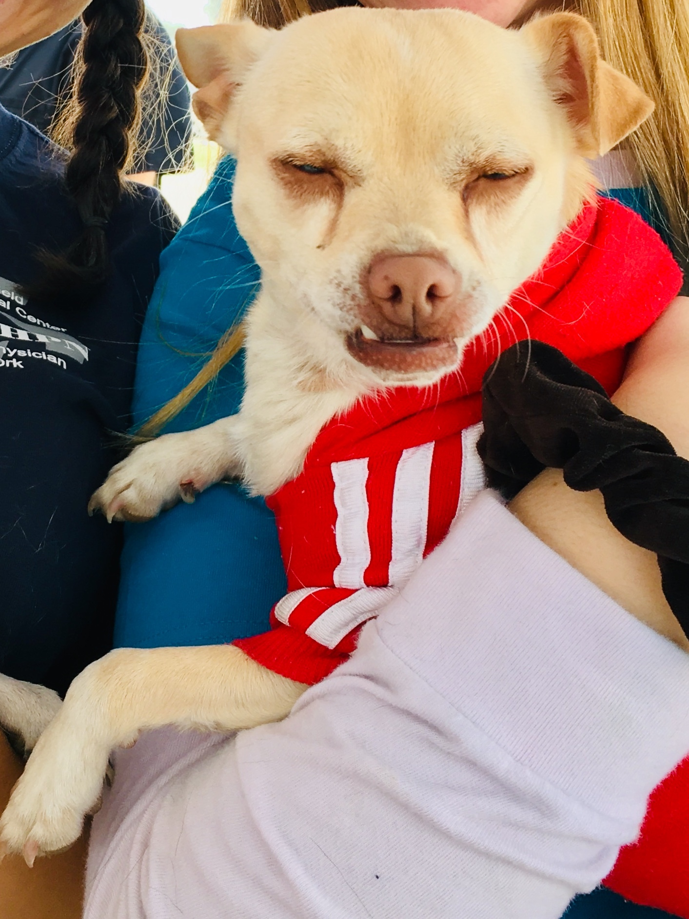 Enlarge Henry Danger, a Adoptable mixed breed in Bakersfield, CA image 3/12