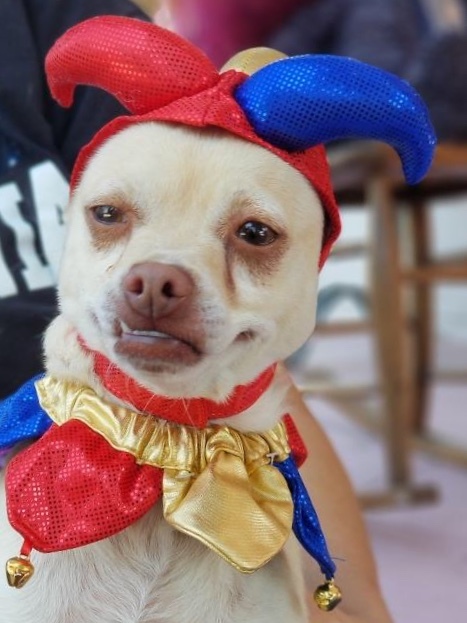 Enlarge Henry Danger, a Adoptable mixed breed in Bakersfield, CA image 4/12