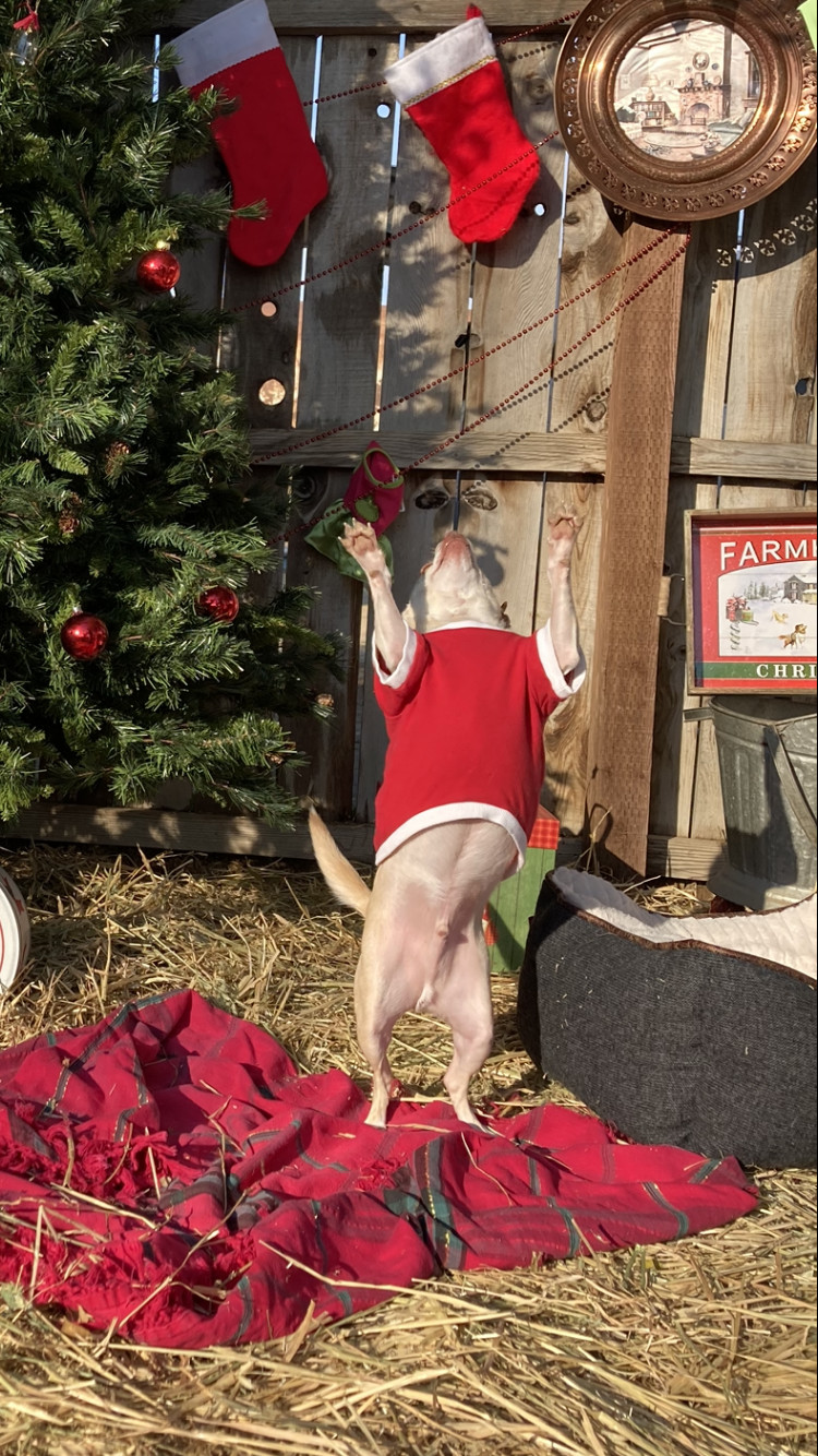 Enlarge Henry Danger, a Adoptable mixed breed in Bakersfield, CA image 5/12