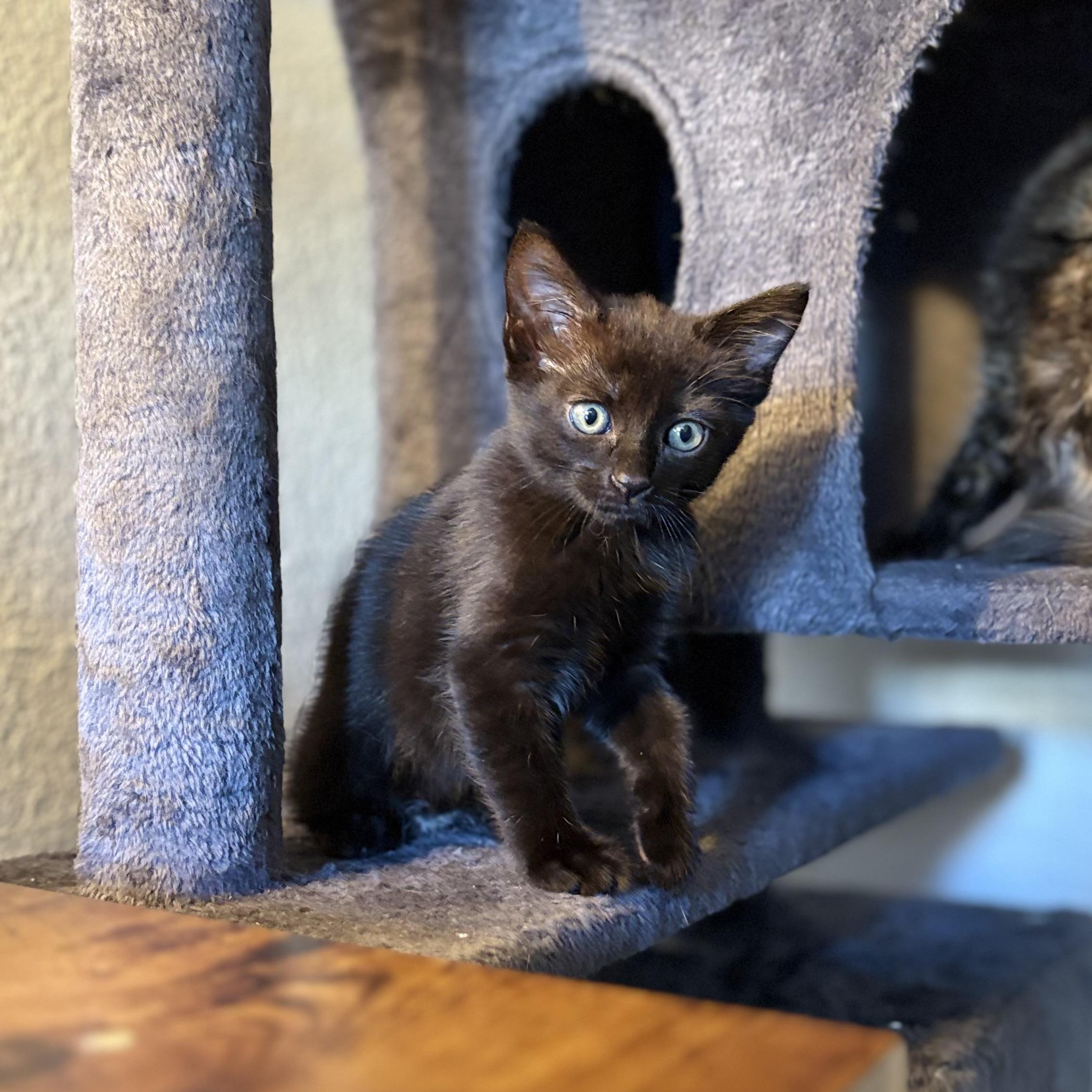 Juniper Domestic Short Hair Cat