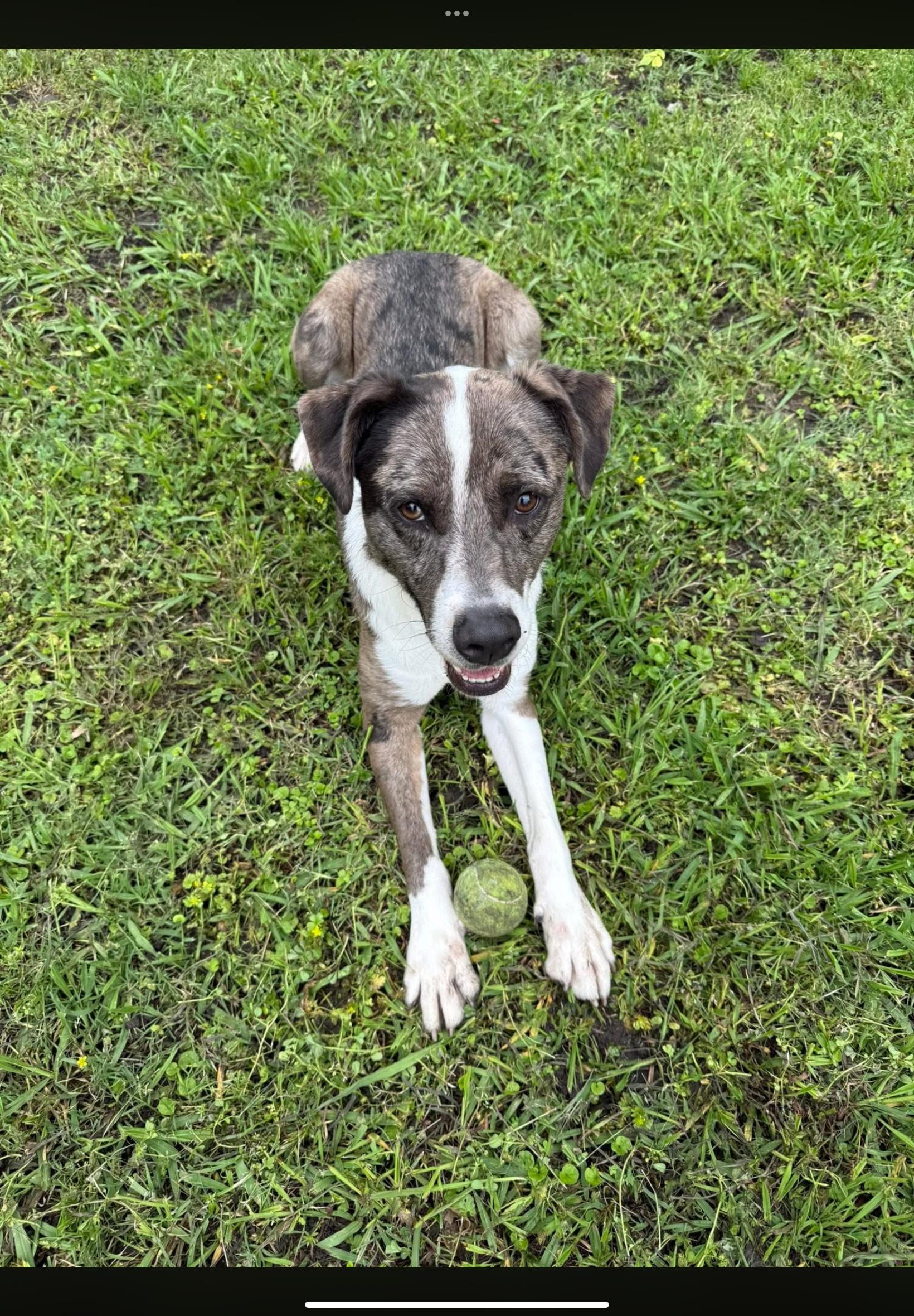 Enlarge Layton Jr, a ADOPTABLE mixed breed in Sherman, TX image 4/5