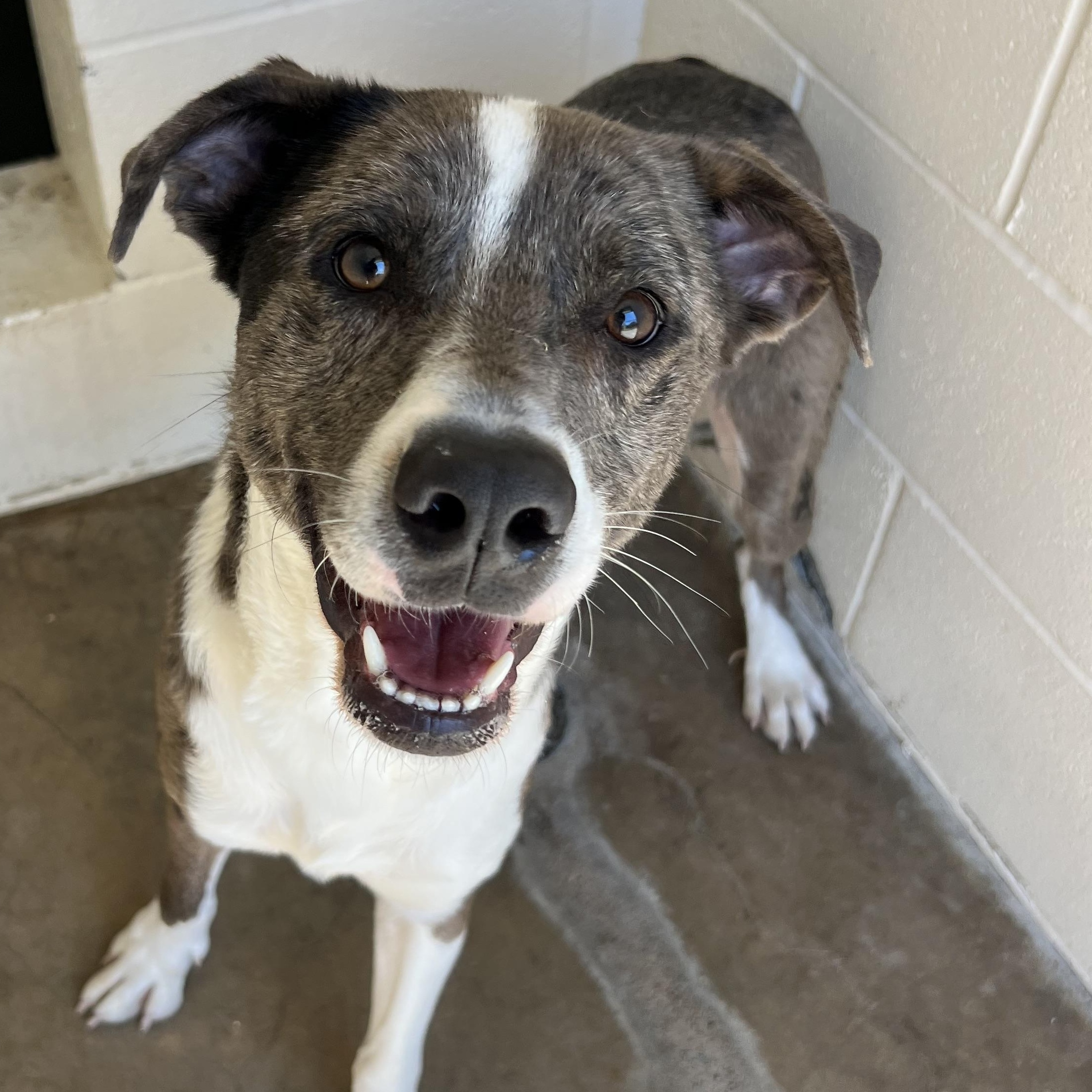 Layton Jr, ADOPTABLE, Adult Male Australian Cattle Dog / Blue Heeler.