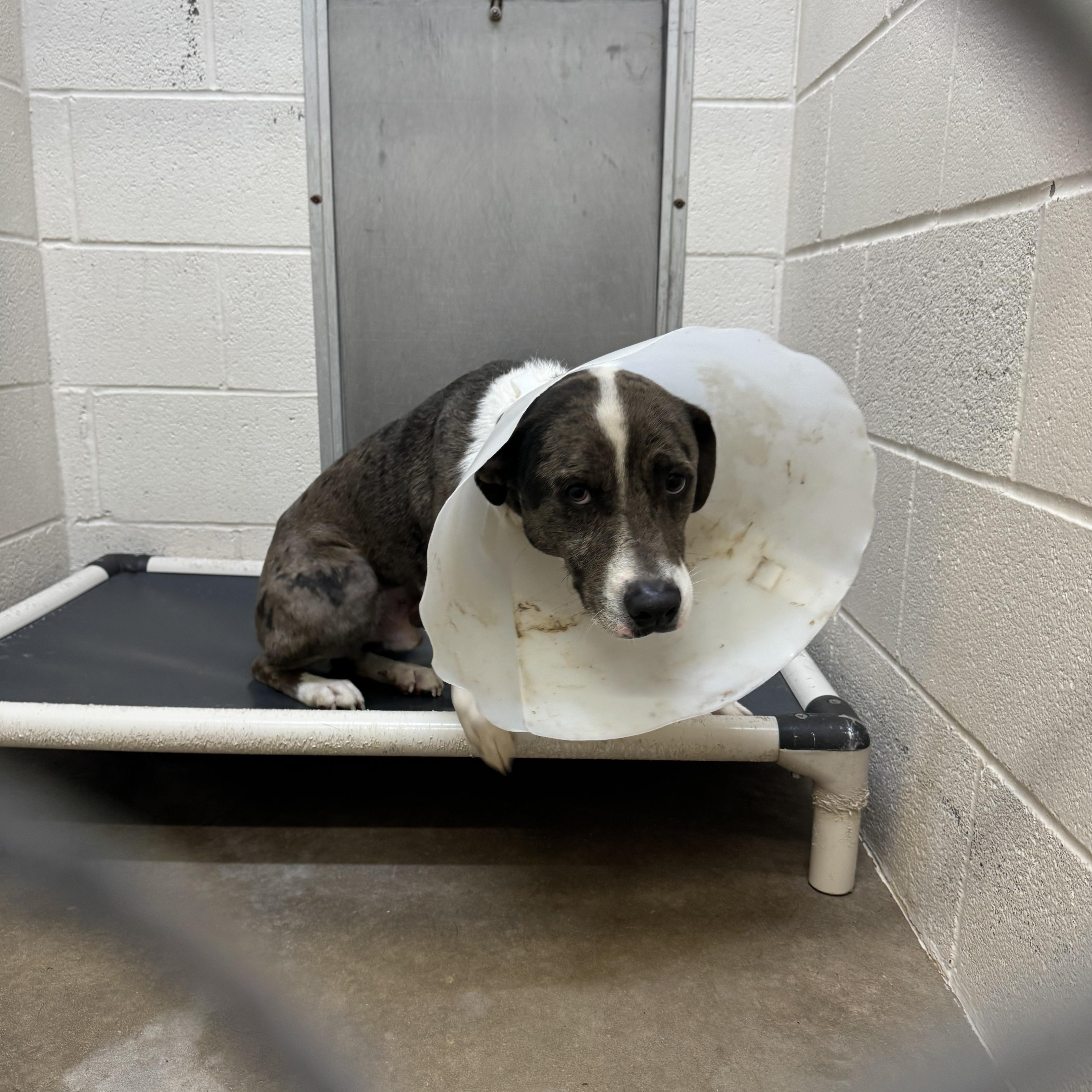 Enlarge Layton Jr, a ADOPTABLE mixed breed in Sherman, TX image 3/3