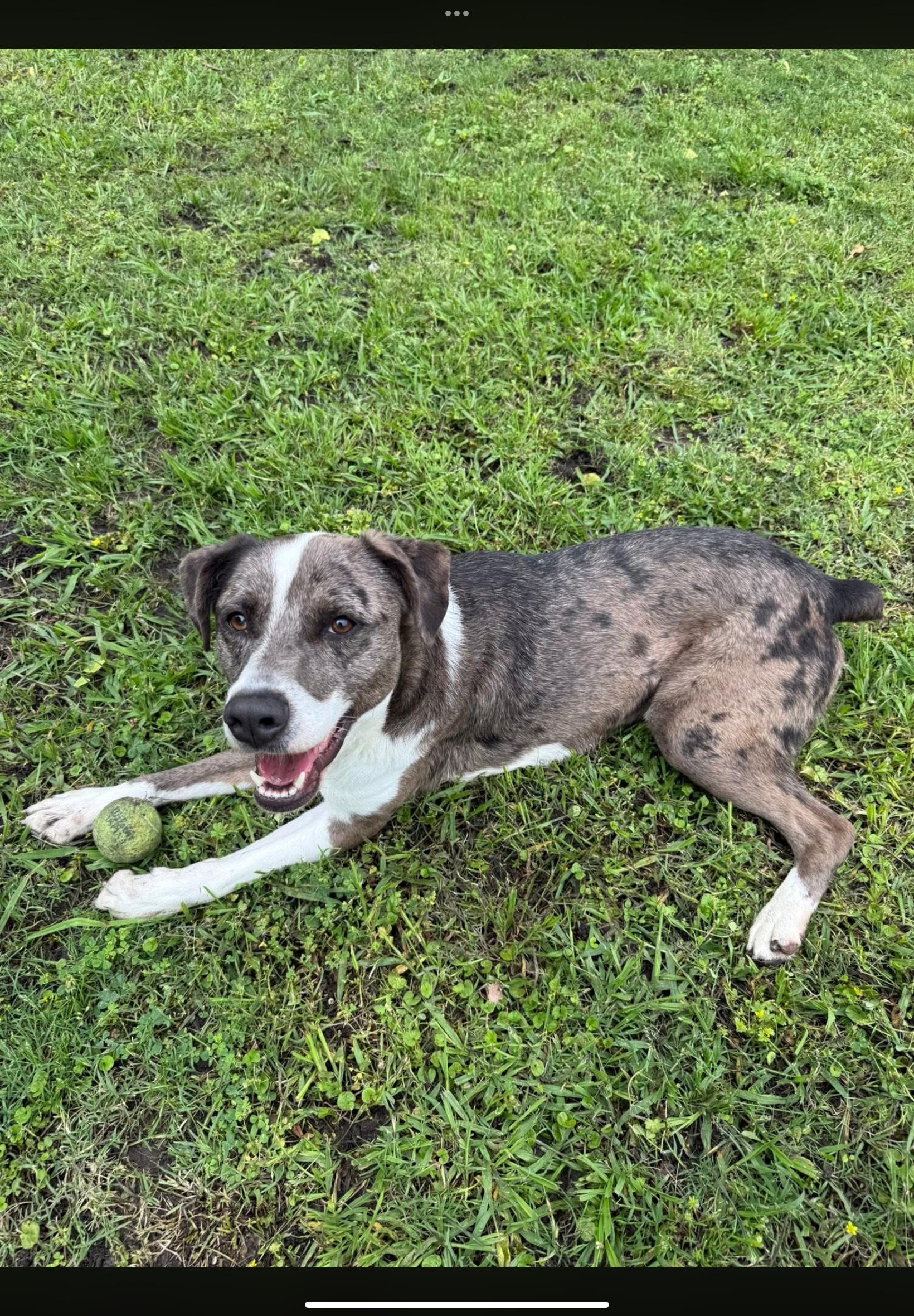 Enlarge Layton Jr, a ADOPTABLE mixed breed in Sherman, TX image 5/5
