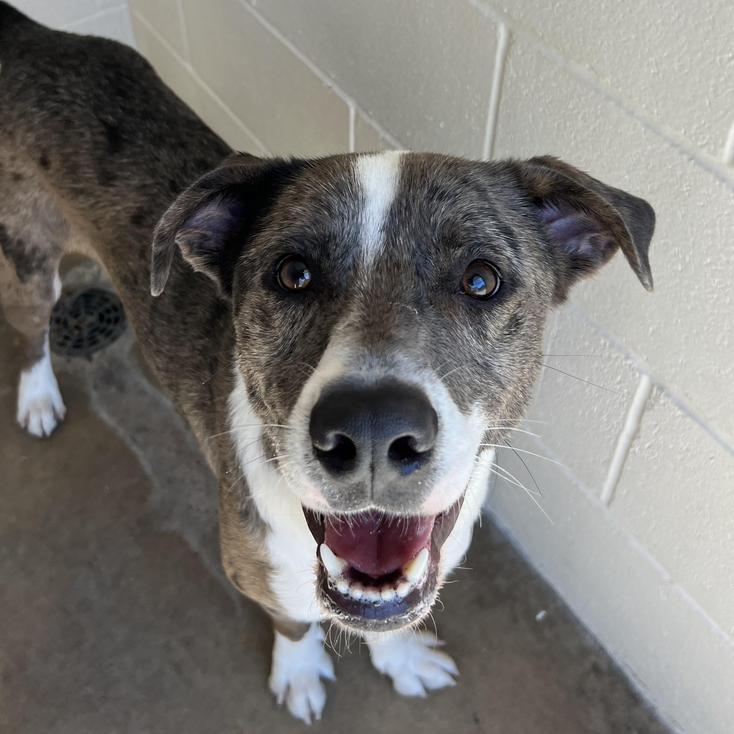 Enlarge Layton Jr, a ADOPTABLE mixed breed in Sherman, TX image 2/3