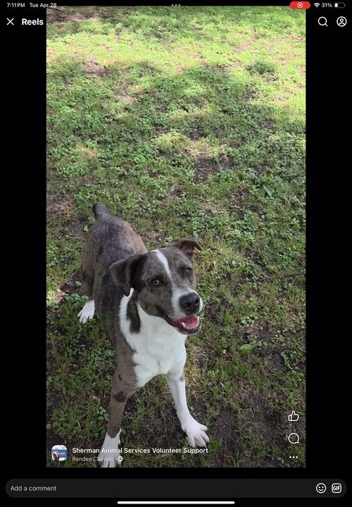 Enlarge Layton Jr, a ADOPTABLE mixed breed in Sherman, TX video 3/5