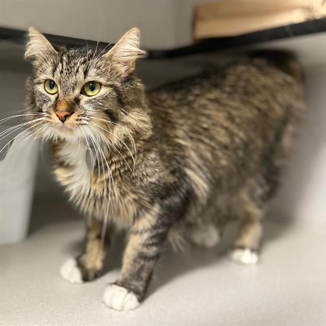 Enlarge LULU, a Adoptable Domestic Medium Hair in Aurora, CO image 1/1