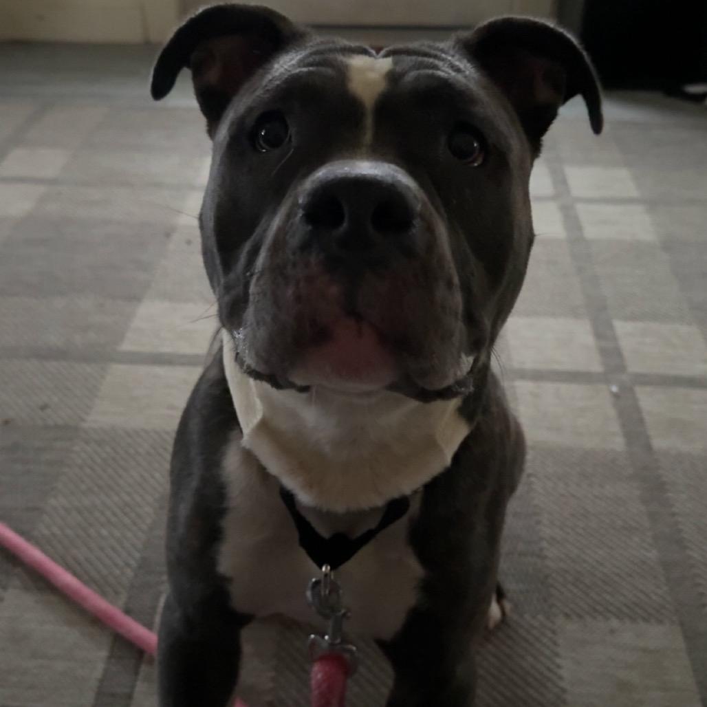 Enlarge Mave, a Adoptable Mixed Breed in Birdsboro, PA image 1/6