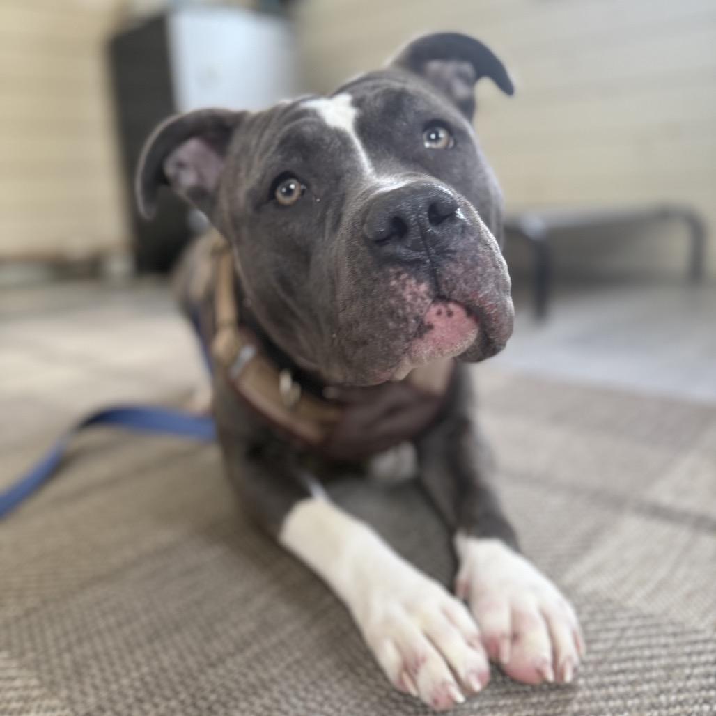 Enlarge Mave, a Adoptable Mixed Breed in Birdsboro, PA image 2/6