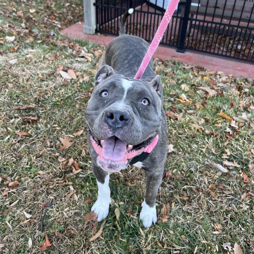 Enlarge Mave, a Adoptable Mixed Breed in Birdsboro, PA image 3/6