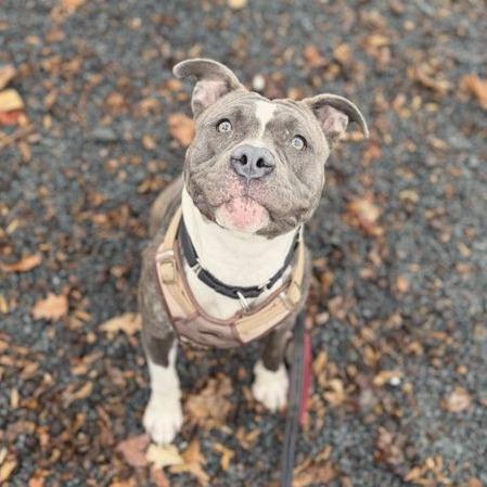 Enlarge Mave, a Adoptable Mixed Breed in Birdsboro, PA image 4/6