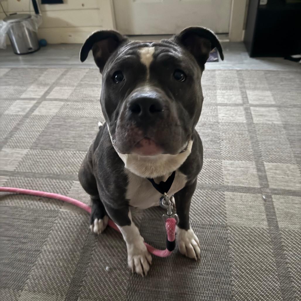 Enlarge Mave, a Adoptable Mixed Breed in Birdsboro, PA image 5/6