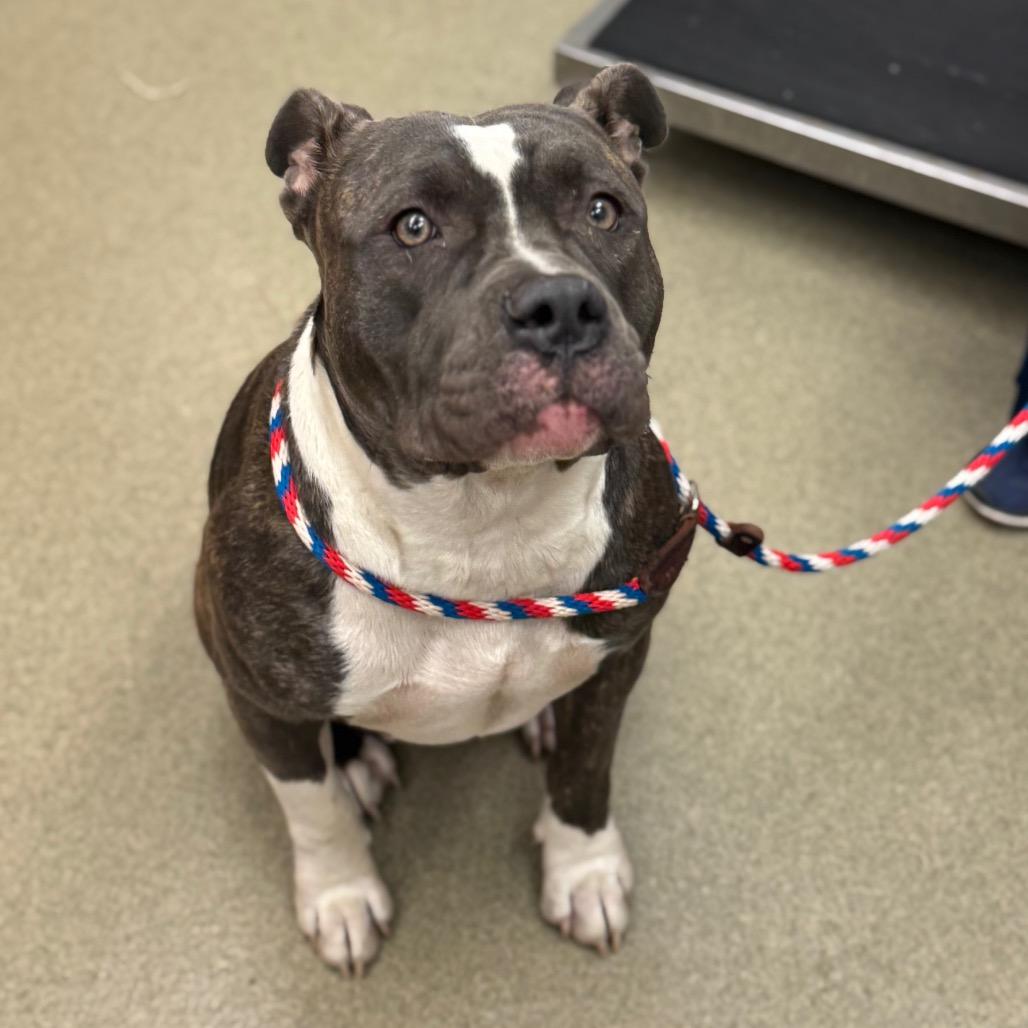 Enlarge Mave, a Adoptable Mixed Breed in Birdsboro, PA image 6/6