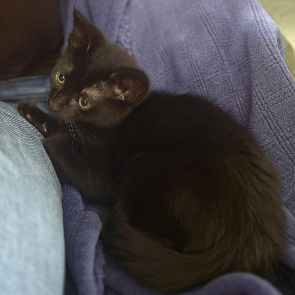 Siren, Adoptable, Kitten Female Domestic Short Hair.