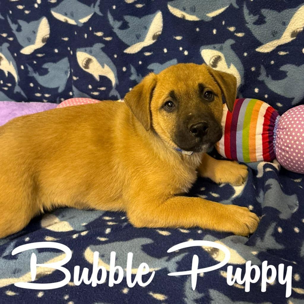 Enlarge Bubble Puppy, a Adoptable mixed breed in Hillsboro, OH image 1/2