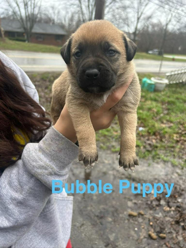 Enlarge Bubble Puppy, a Adoptable mixed breed in Hillsboro, OH image 2/2