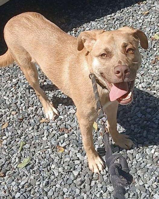 Charlotte, Adoptable, Puppy Female Pit Bull Terrier.