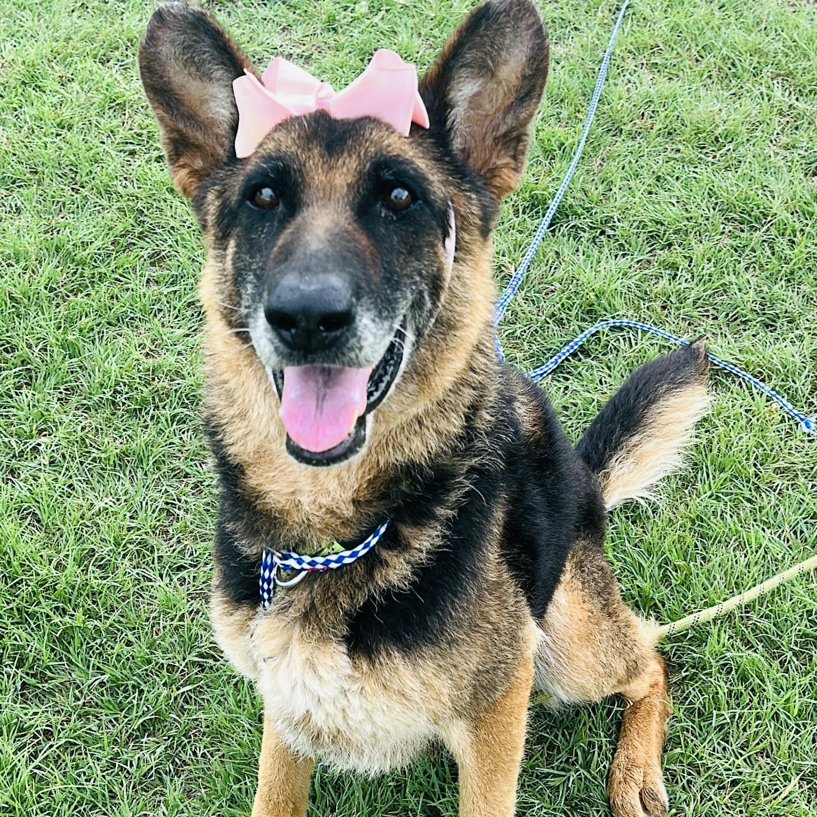 Shiloh, Young Female German Shepherd Dog