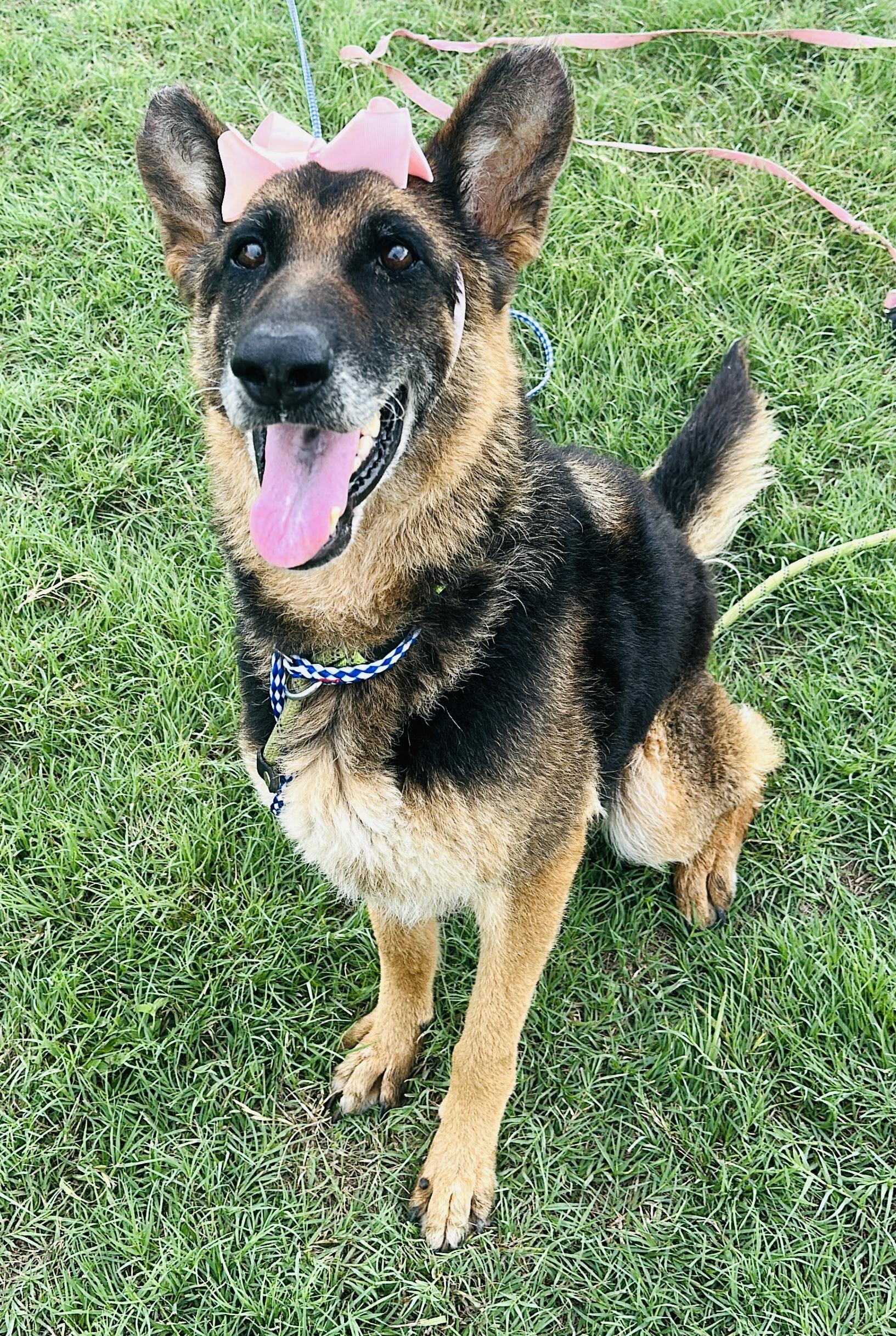 Enlarge Shiloh, a Adoptable German Shepherd Dog in Gonzales, TX image 2/5