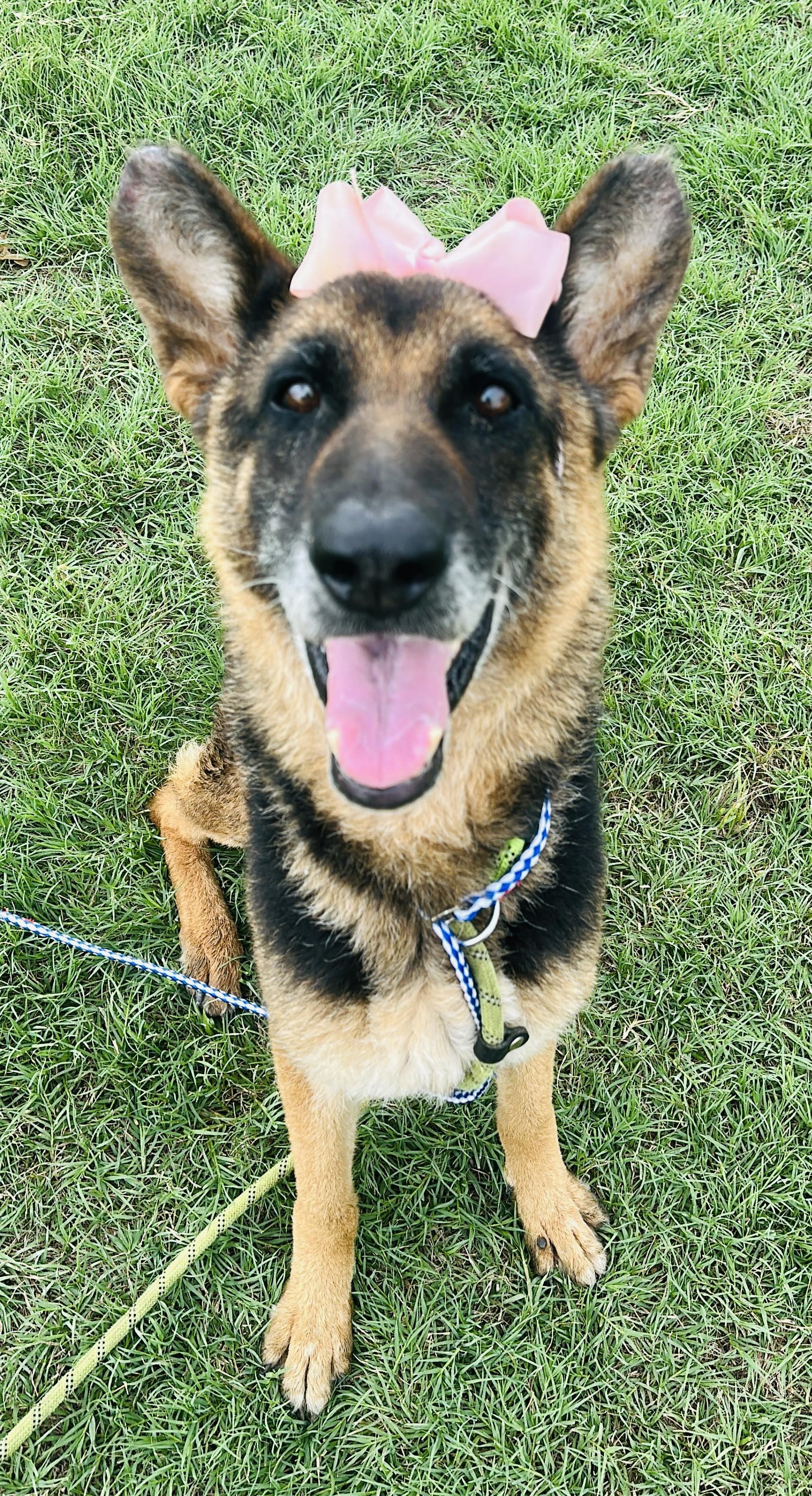 Enlarge Shiloh, a Adoptable German Shepherd Dog in Gonzales, TX image 3/5