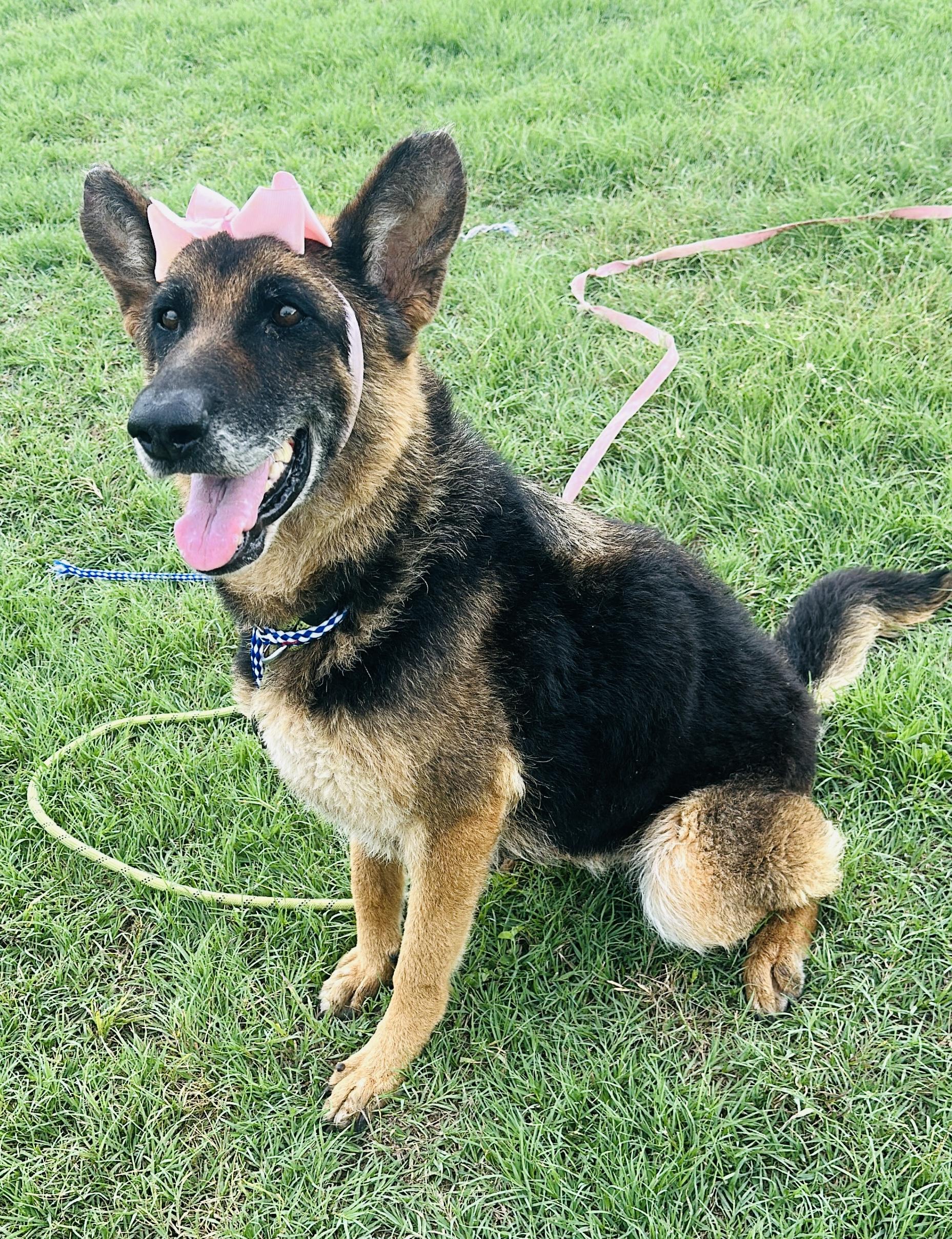 Enlarge Shiloh, a Adoptable German Shepherd Dog in Gonzales, TX image 4/5