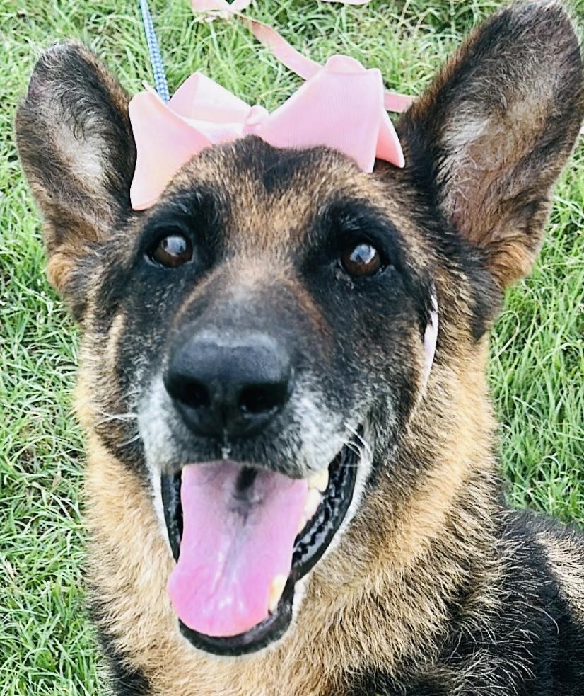 Enlarge Shiloh, a Adoptable German Shepherd Dog in Gonzales, TX image 5/5