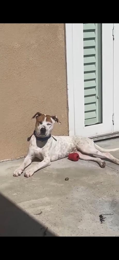Oliver, Adoptable, Young Male American Bully & Husky.