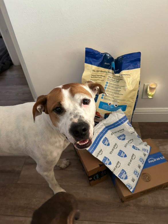 Enlarge Oliver, a Adoptable mixed breed in Pasadena, CA image 2/6