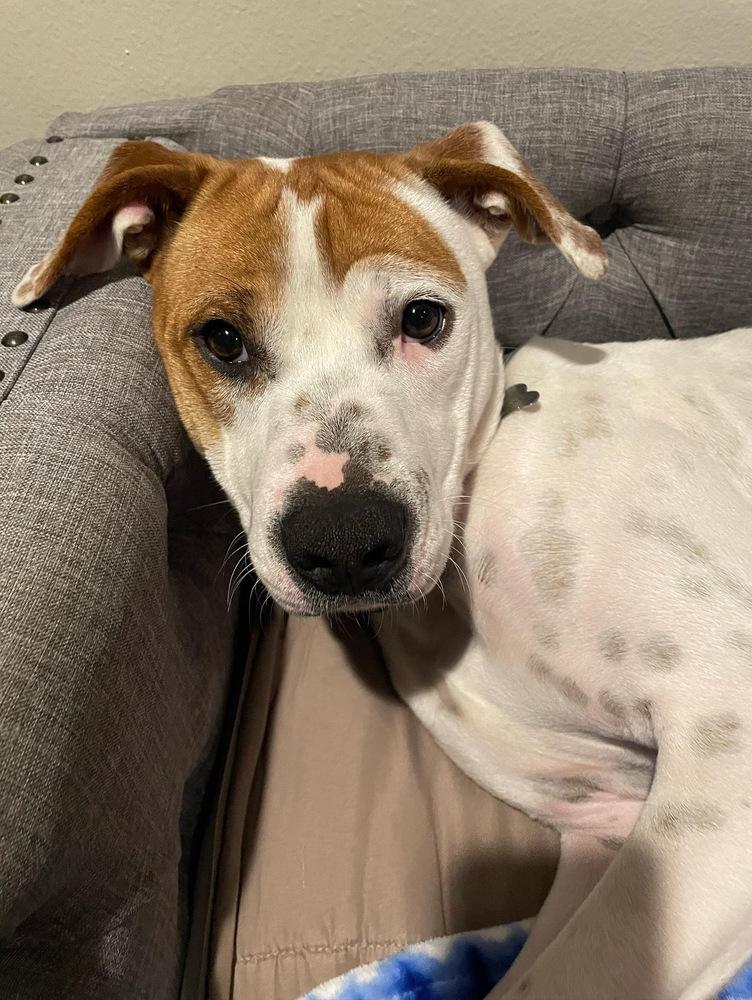 Enlarge Oliver, a Adoptable mixed breed in Pasadena, CA image 3/6