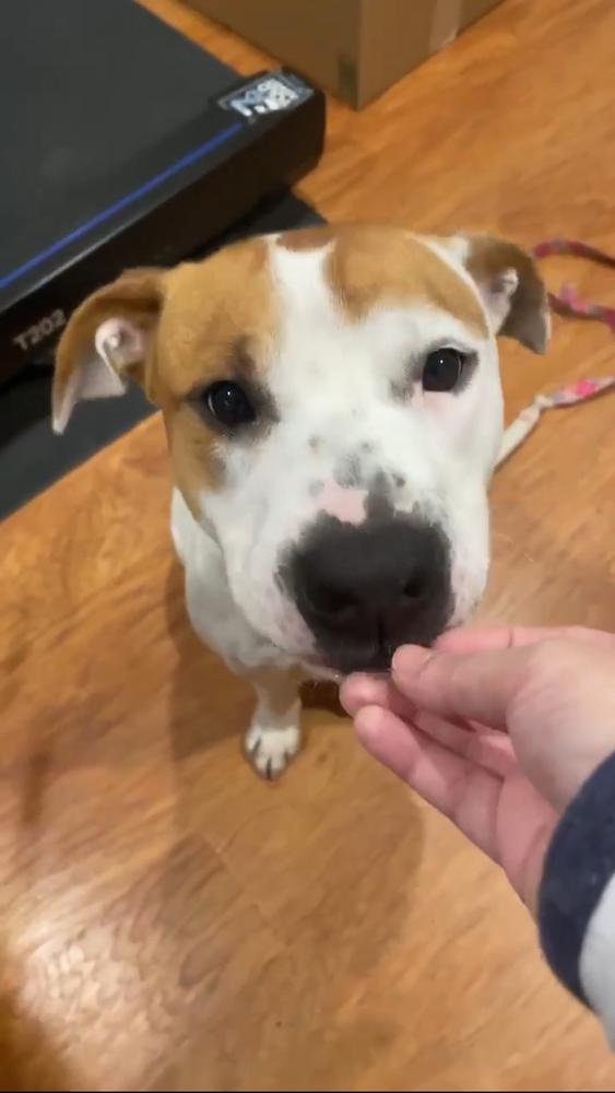 Enlarge Oliver, a Adoptable mixed breed in Pasadena, CA image 4/6