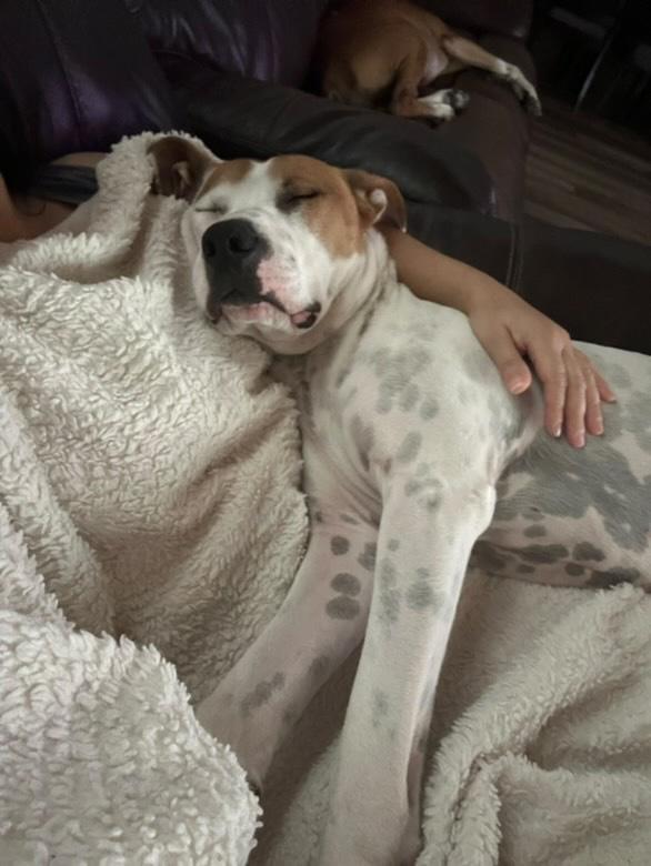 Enlarge Oliver, a Adoptable mixed breed in Pasadena, CA image 5/6