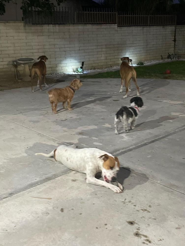 Enlarge Oliver, a Adoptable mixed breed in Pasadena, CA image 6/6